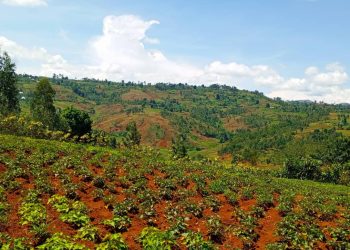 Walungu / : Gestion chaotique du groupement de Lurhala la société civile projète une marche pacifique